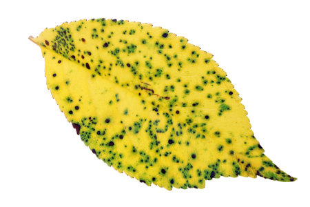 Yellow  leaf of cherry tree in dots from fungal disease. Isolated on white macro