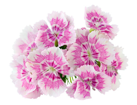 Pink stripped summer  carnations flowers  macro isolatedの写真素材