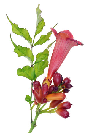 Trumpet creeper- Campsis garden plant h with flowers and buds. Isolated on white  macroの写真素材
