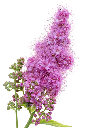 A small pink flowers bloom on a branch of a decorative Spirea bush. Isolated on white  macroの写真素材