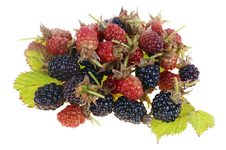 Ripe and unripe berries of  garden blackberry. Isolated on white studio macro shotの写真素材