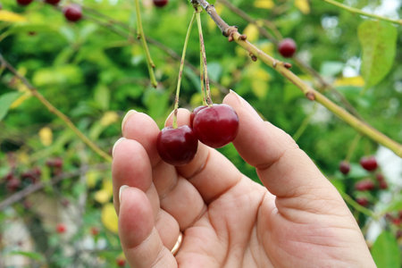 Harvesting of red sweet  ripe cherries from a tree in a garden. Hands and berries macro