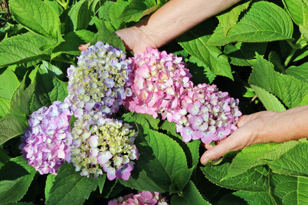 Farmer picks and care of  pink  hydrangea  garden flowers on summer   bush.