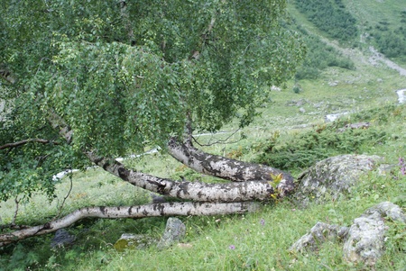 fallen birchの写真素材