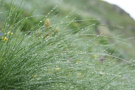 grass in dewの写真素材