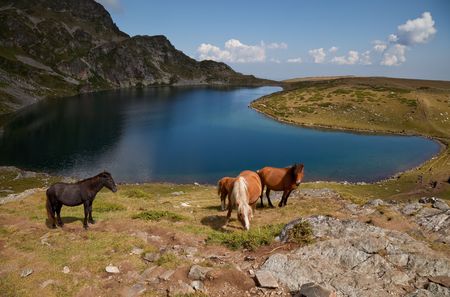 horses are grazing by one of the seven Rila mountains lake, called the kidneyの写真素材