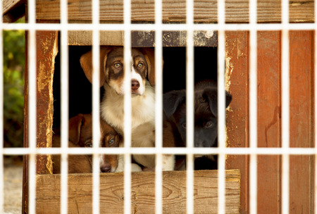 Three little puppies behind bars in a dog shelter. One is sitting, two are lying on the floor of a...