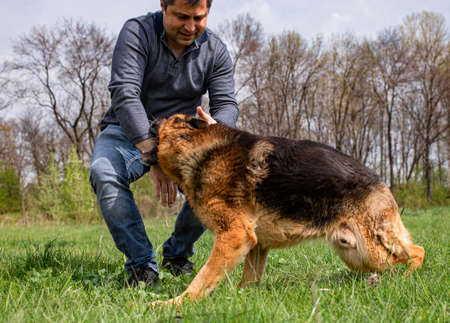 An adult male is being attacked by a German Shepherd as part of a play on a green grass lawn during...