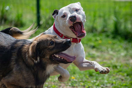 Two dogs are fighting in their play, white pitbull terrier is aiming to bite a brown dog outdoors.の写真素材
