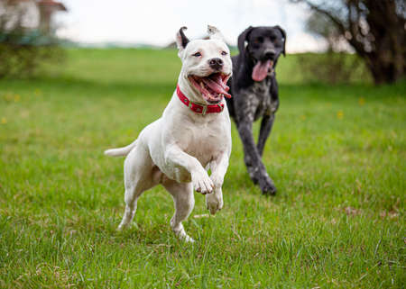 Two dogs running on a spring green grass lawn. White female pitbull terrier with sticking out tongue...