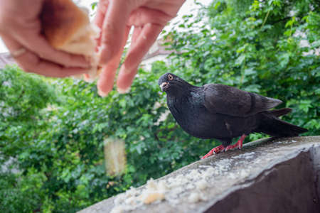 Female Hands Are Feeding Pigeon On Balconyの写真素材