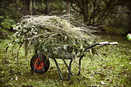 A weelbarrow with branches and leaves from the gardenの写真素材
