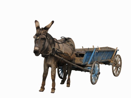 Donkey and card isolated on white backgroundの写真素材