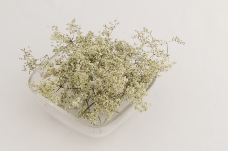 Ecological medicinal dry herb flower - elder treeの写真素材