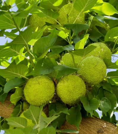 Maclura Ayrantiaca tree with green fruits in botanic garden