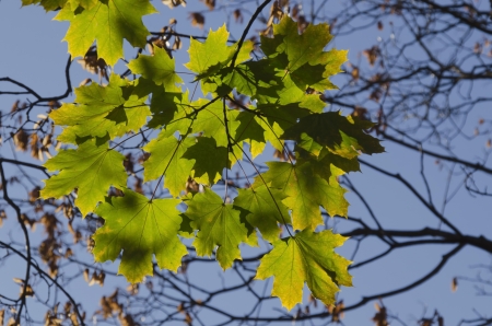 Sunlit golden autumnal foliage  of sycamore  Platanus occidentalis 