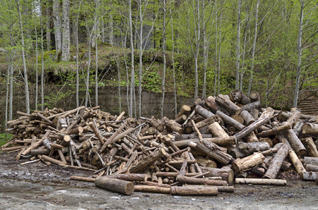  Heaped wood and forest in Rila mountain, Bulgaria 