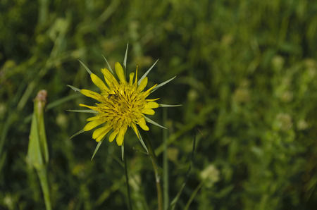 Colorful wildflowers blossoming in field, Razgrad, Bulgaria   Tragopogon dubius の写真素材