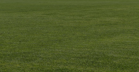 Background of natural green trimmed grass field 