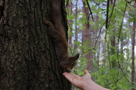 Brown squirrel take from hand walnut in the park, Sofia, Bulgariaの写真素材