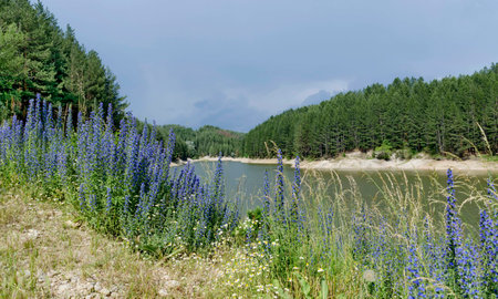 Small dam and beauty blue wildflowers in mountain Plana, Bulgariaの写真素材