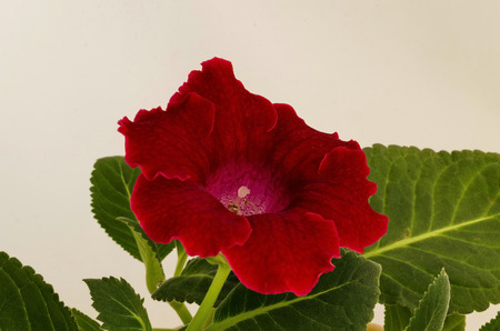 Red Gloxinia, Sinningia speciosa flower close up.の写真素材