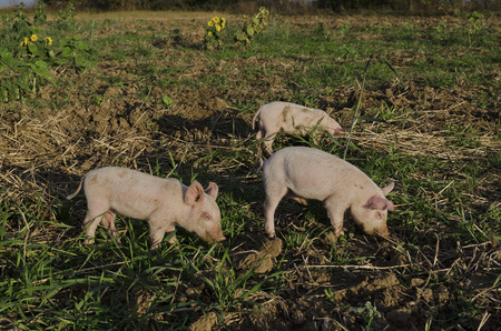 Piglets eat the fresh grass and dig root about in the meadow.の写真素材