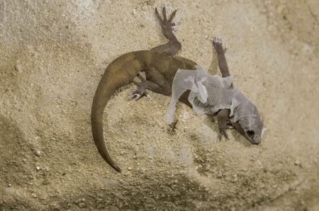 Photograph of lizard (Lacertilia) strip off on sand.の写真素材
