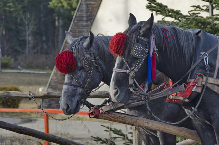 Portrait of two horses  in harness, Borovetz resort, Rila mountain, Bulgariaの写真素材