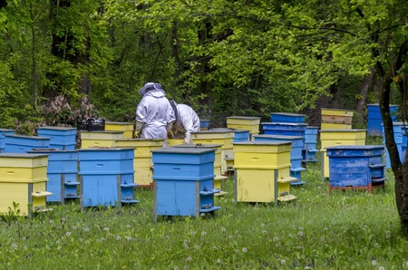 Two bee-masters  in veil at apiary work among hives, Zavet, Bulgaria