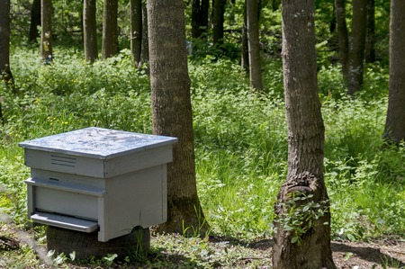 Part of apiary  with  view toward  hive, Zavet, Bulgariaの写真素材