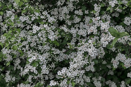 Beautiful hawthorn background.Selective focus