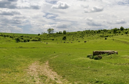 Background of sky, clouds and field with grass, trees, milch-cow, Zavet, Bulgariaの写真素材