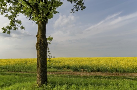 Green tree in the yellow colza field with blue sky, wonderful intense colors, Ludogorie, Bulgariaの写真素材