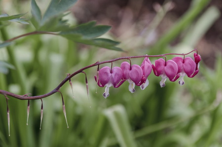 Dicentra spectabilis also known as Venus's car, bleeding heart, or lyre flower with blurred background, Bulgariaの写真素材