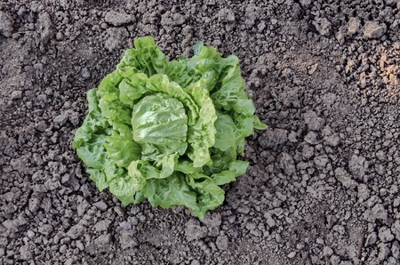 Fresh green butterhead lettuce in the vegetable garden, Bulgariaの写真素材