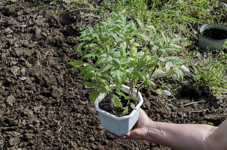 Organic farming of tomato in green house. Hands holding seedlings in the pot, Bulgariaの写真素材