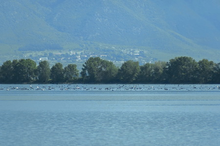 Kerkini lake birds life - pelican, heron, seagull, cormorant, duck, Greeceの写真素材