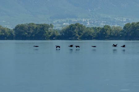 Heron in flight at Kerkini lake in nord Greeceの写真素材