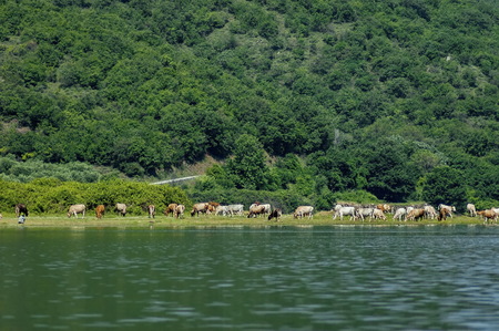 Kerkini lake ecoarea in nord Greece, Cow herd.の写真素材