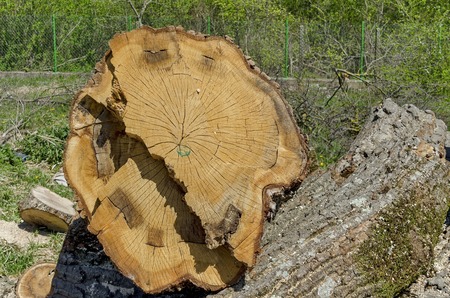 Slit wood trunk in the yeard, Zavet town, Bulgariaの写真素材