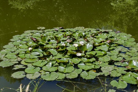 Water-lily blossom in the lake, Sofia, Bulgariaの写真素材