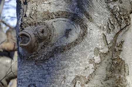 Interesting shapes on tree bark  the Plana mountain, Bulgariaの写真素材