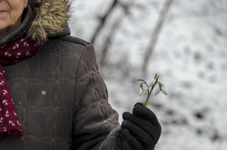 Snowdrop flower in woman hand in winter, Sofia Bulgariaの写真素材