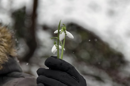 Snowdrop flower in woman hand in winter, Sofia Bulgariaの写真素材