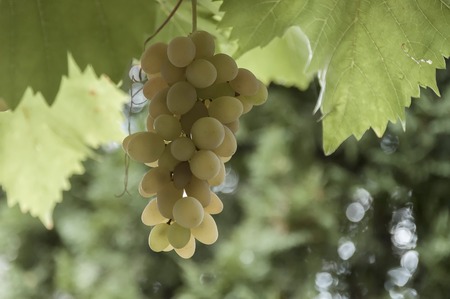 Fresh ripe white bunch of  grapes fruit at vine, Berkovitsa, Bulgariaの写真素材