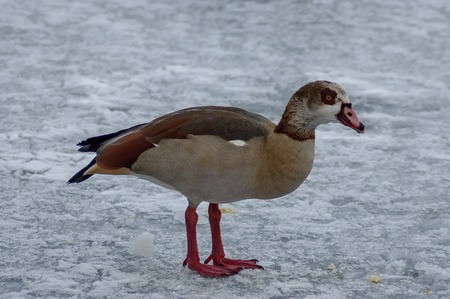 Egyptian goose on frozen pond at park in winter, Sofia, Bulgariaの写真素材