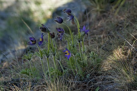 Common pasque flower (pulsatilla vulgaris), earliest flowers with hair in springtime