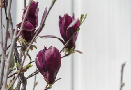 Magnolia tree with red blossom at springtime in garden, Sofia, Bulgariaの写真素材