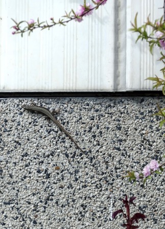 Lizard creep on the fence in flower garden, Sofia, Bulgariaの写真素材